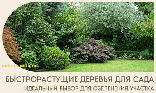 Быстрорастущие деревья для сада идеальный выбор в Лабинске