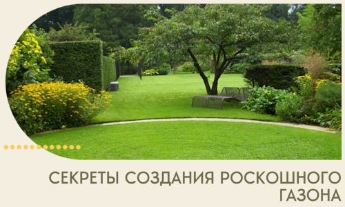 Секреты создания роскошного газона в Лабинске
